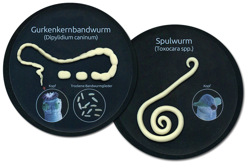 Parasiten Parasiten